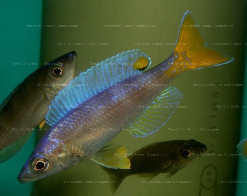 Cyprichromis leptosoma 'Utinta'